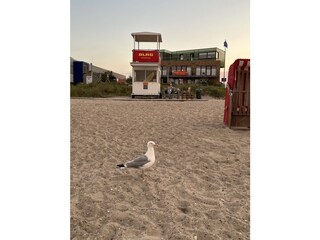 Sommer Strand DLRG mit Möve