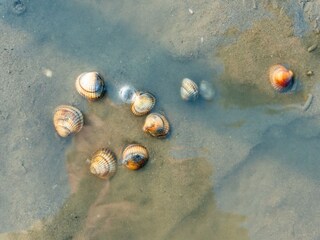 Muscheln im Schilliger-Watt