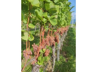 Apartamento Eppan Grabación al aire libre 17