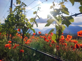 Apartamento Eppan Grabación al aire libre 20