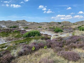 Vakantiehuis De Koog Omgeving 21