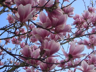 Magnolienblüte im Frühling