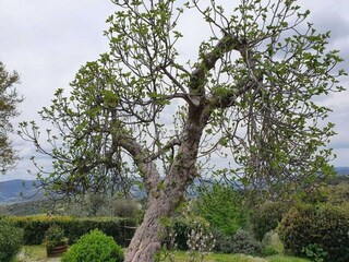 Casa per le vacanze Seggiano Registrazione all'aperto 14