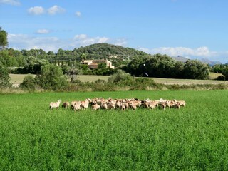 Casale Pollensa Ambiente 37