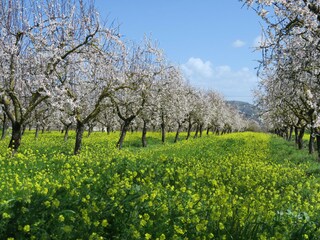 Casale Pollensa Ambiente 29