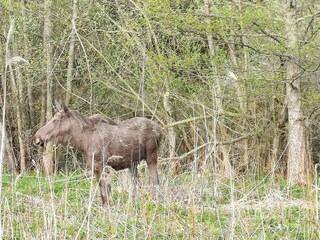 Vakantiehuis Muskö  11
