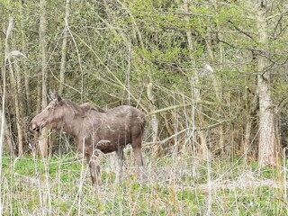 Vakantiehuis Muskö  27