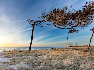 "Windflüchter" am Weststrand