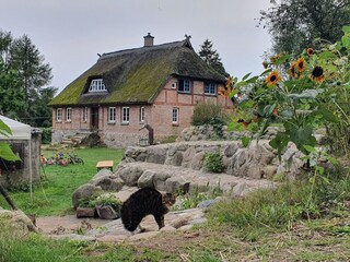 Gutshaus Schmacht mit Tiger