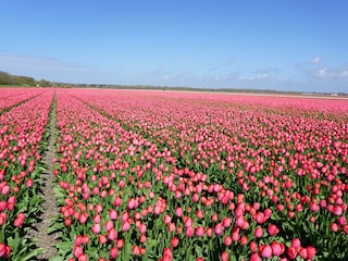 Tulpenfelder im Frühjahr
