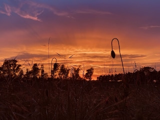 Ein Blick zum Abendhimmel ...