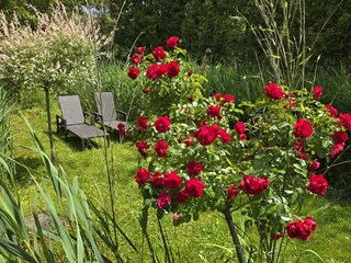 Eigener Gartenanteil mit Liegestühlen