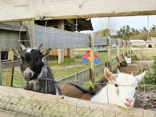 Maison de vacances Humlum  44