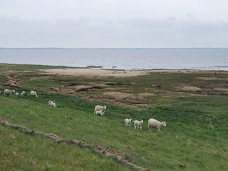 Maison de vacances Havneby  10