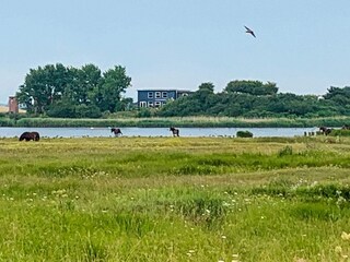 Appartement Bagenkop  56