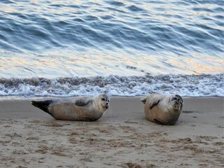 Apartment Ostende Umgebung 37