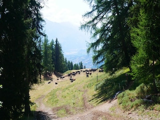 Apartment Crans-Montana Umgebung 48