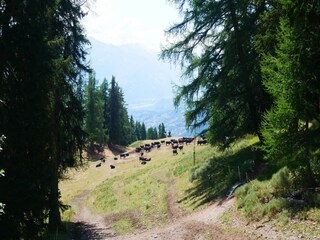 Appartement Crans-Montana Environnement 48