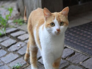 Ferienhaus Saint-Germain-de-Calberte  40