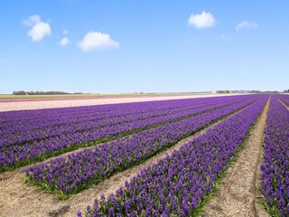Vakantiehuis Warmenhuizen Omgeving 31