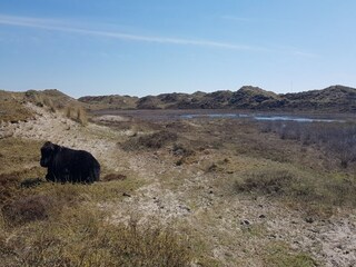 Ferienhaus Warmenhuizen Umgebung 24