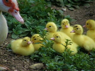 Appartamento per vacanze Bad Goisern Ambiente 27