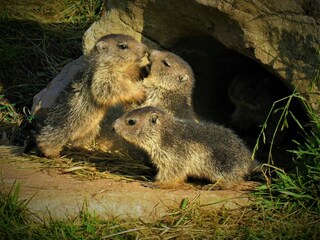 Appartamento per vacanze Bad Goisern Ambiente 30