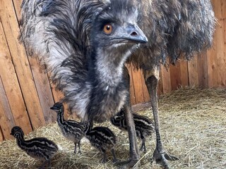 Appartamento per vacanze Bad Goisern Ambiente 31