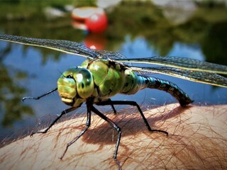 Appartamento per vacanze Bad Goisern Ambiente 36