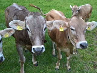 mit den schönsten Braunviechern im Allgäu!
