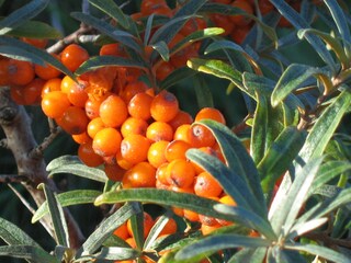 Appartamento per vacanze Schiermonnikoog Ambiente 17