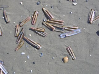 Appartamento per vacanze Schiermonnikoog Ambiente 21