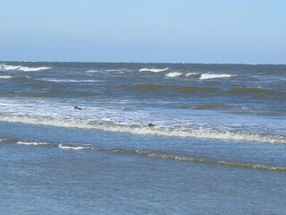 Appartamento per vacanze Schiermonnikoog Ambiente 14