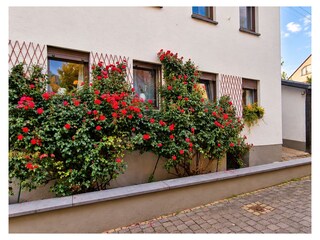 Rosen vor dem Haus Rose