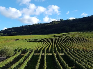 Ausblick zu den Weinbergen