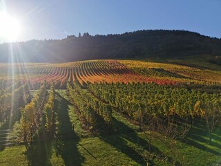 Weinberge im Herbst