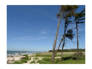 Prerow - Windflüchter