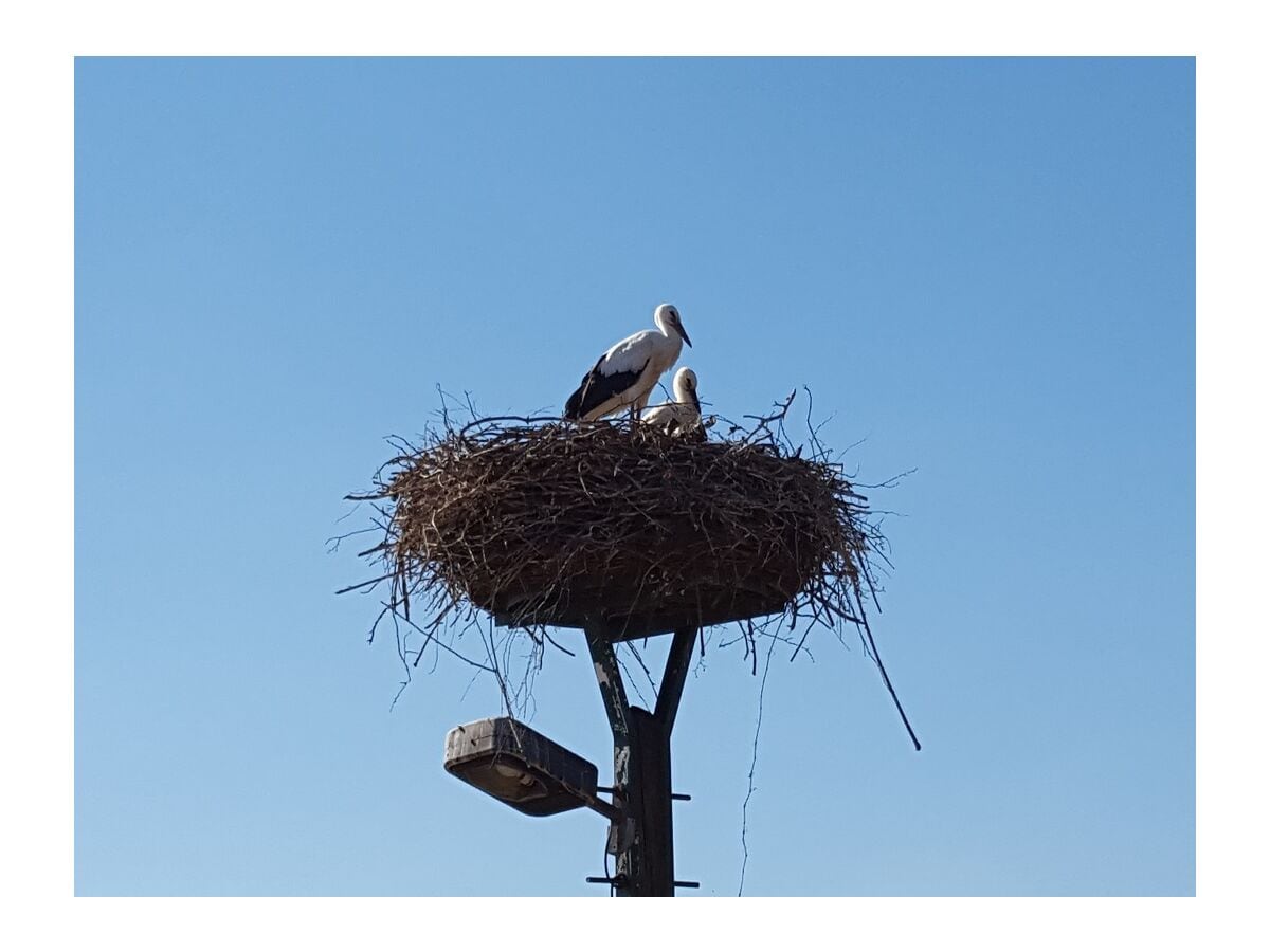 Unsere Storchfamilie am Ferienhaus