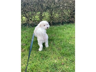 Casa per le vacanze Breskens Registrazione all'aperto 4