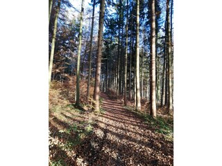 wunderschöner Waldrundweg