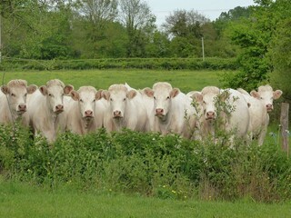 Type de propriété : Ferme Braize Environnement 23