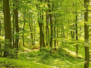 Vakantiehuis Skällinge  14