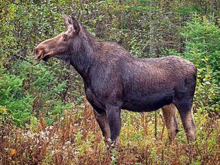 Vakantiehuis Skällinge  10