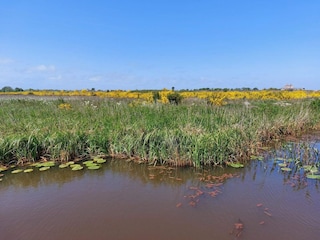 Ferienhaus Skaven Strand  15