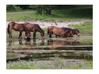 Appartement de vacances Schoorl Environnement 37