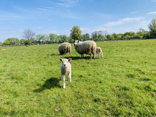 Vakantieappartement Schoorl Omgeving 38