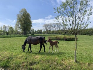 Appartamento per vacanze Schoorl Ambiente 39