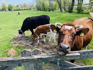 Vakantieappartement Schoorl Omgeving 40