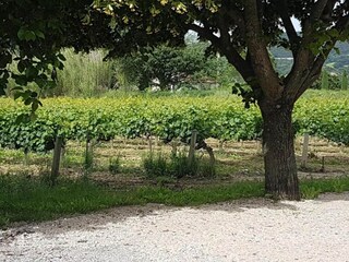 Holiday house Saint-Marcellin-lès-Vaison Environment 32
