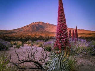 Teide